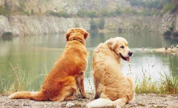 常见狗狗品种大全及图片名