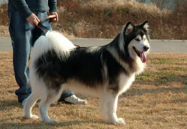 常见狗狗品种大全及图片名