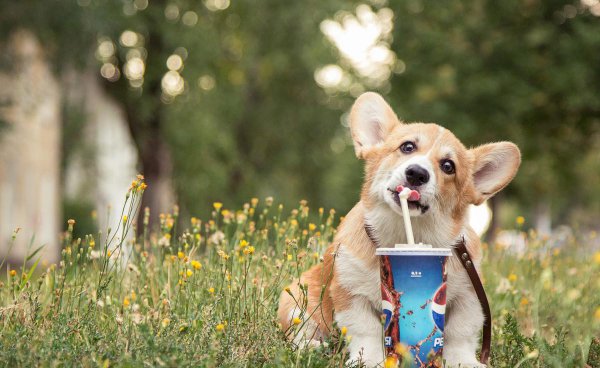 常见狗狗品种大全及图片名