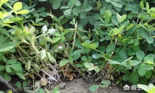 花生茎腐病的防治方法