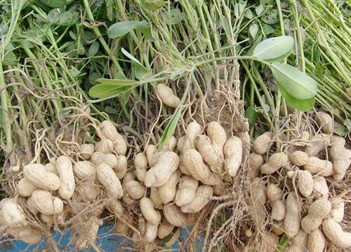 花生茎腐病的防治方法