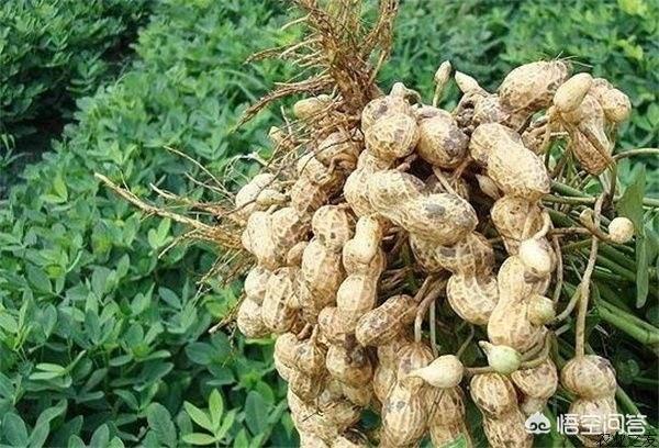 花生茎腐病的防治方法