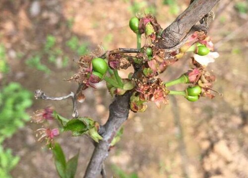 种植果树赚钱吗