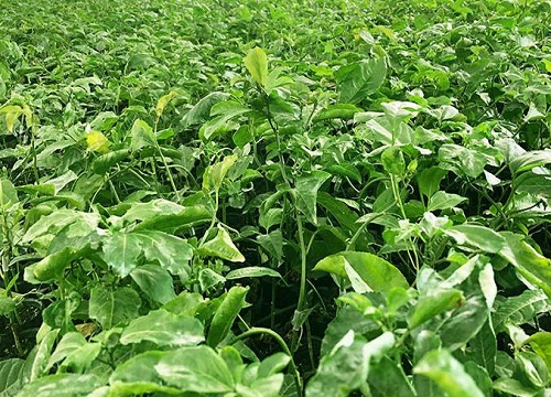 百香果可以水培吗