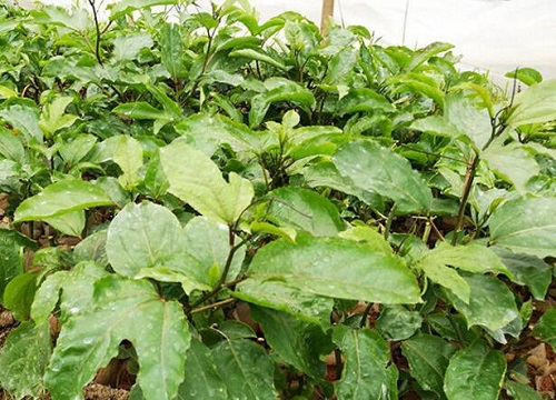 百香果可以水培吗