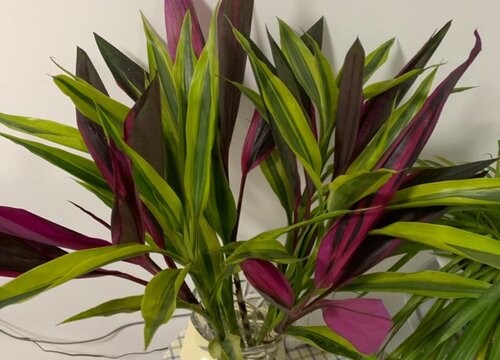 如何养护富贵竹能很快长出大白根