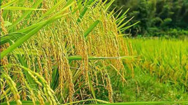 水稻怎样才能减少空秕谷