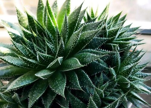 波露多长时间浇一次水