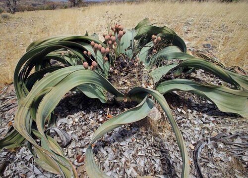 代表老年人的花