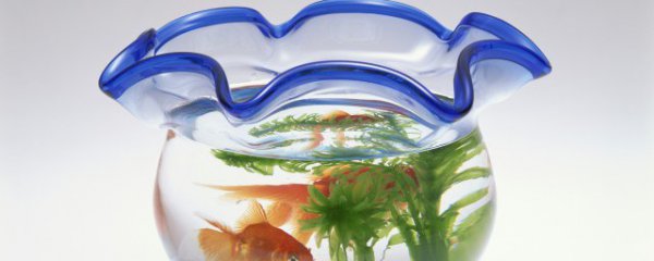 家庭餐厅怎么摆放鱼缸