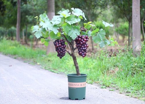 葡萄如何浇水以及有哪些注意事项