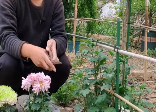 木菊花怎么剪枝开花