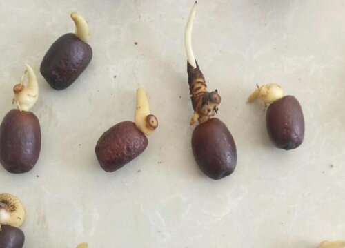 蛇果的种子可以种吗