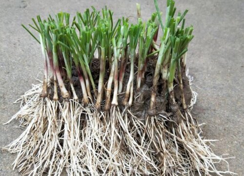 韭菜为什么死株烂苗