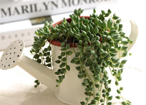 珍珠吊兰多长时间浇一次水