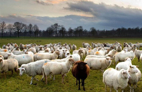 蒙古的首都及国家简介