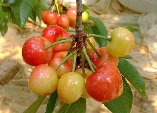 樱桃树打什么药好