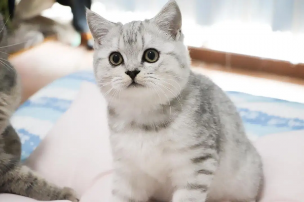 渐层猫是什么品种