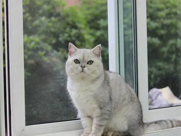 渐层猫是什么品种