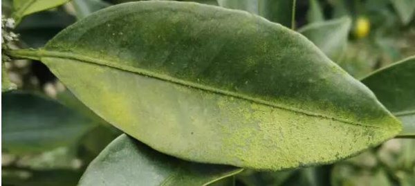 果园果树青苔打什么药最好