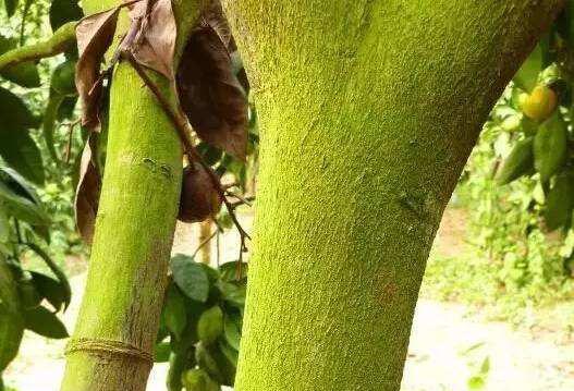 果园果树青苔打什么药最好