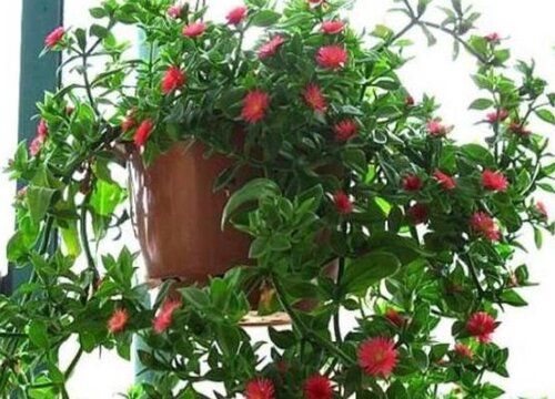 牡丹吊兰怎么过冬天