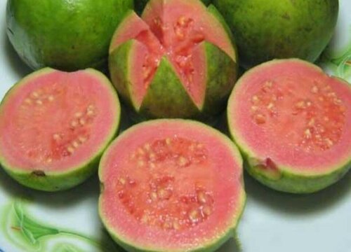 芭乐一年四季都有吗