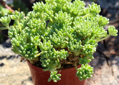 多肉冬天会死吗