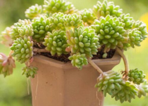 多肉冬天会死吗