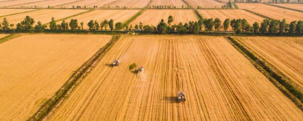 什么地方适合种植荞麦