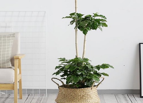 幸福树喜阴还是喜阳光的植物