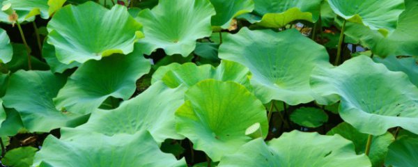 荷叶是凉性还是热性