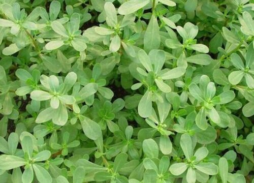 长寿菜种植时间和方法