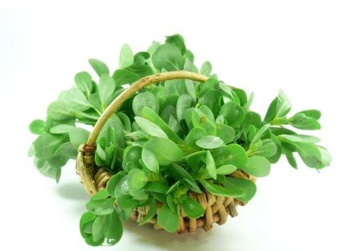 长寿菜种植时间和方法