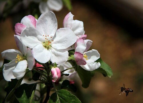 苹果树花期多长时间