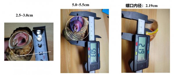 寄居蟹寿命一般活多久