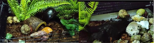 寄居蟹寿命一般活多久