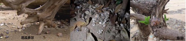 寄居蟹寿命一般活多久