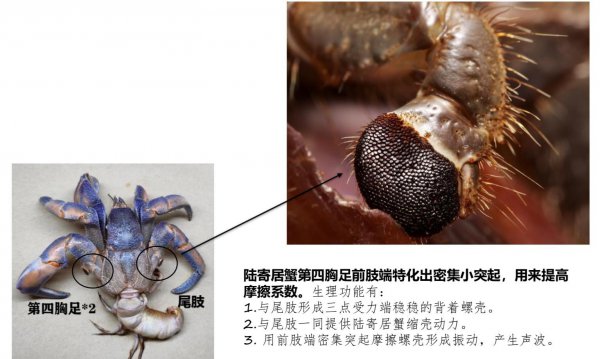 寄居蟹寿命一般活多久