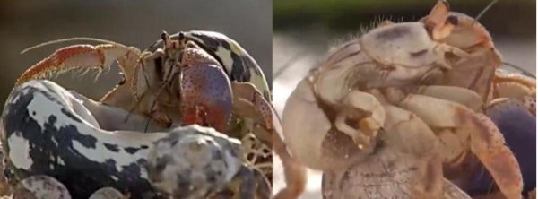 寄居蟹寿命一般活多久