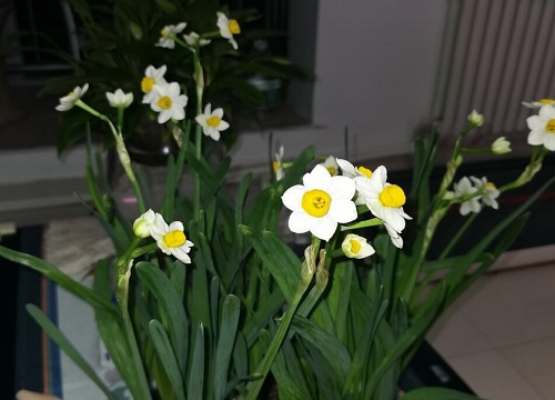 漳州的市花是什么花