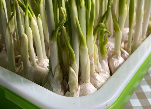 种大蒜要不要剥外面的皮