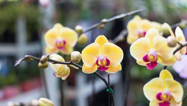 室内养蝴蝶兰会开花吗