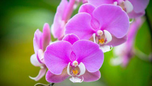 室内养蝴蝶兰会开花吗