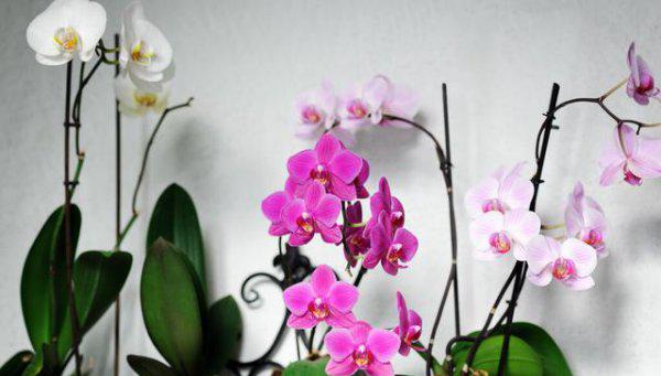 室内养蝴蝶兰会开花吗
