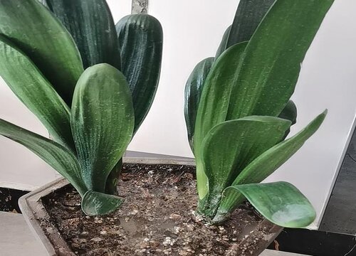 入秋君子兰不开花怎么解决