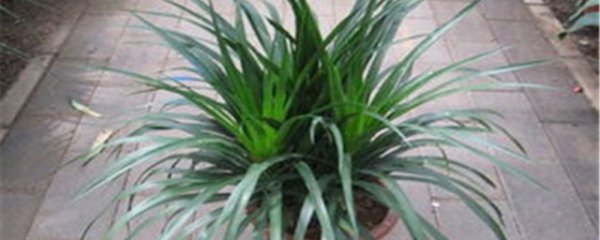 龙血树换盆方法及注意事项