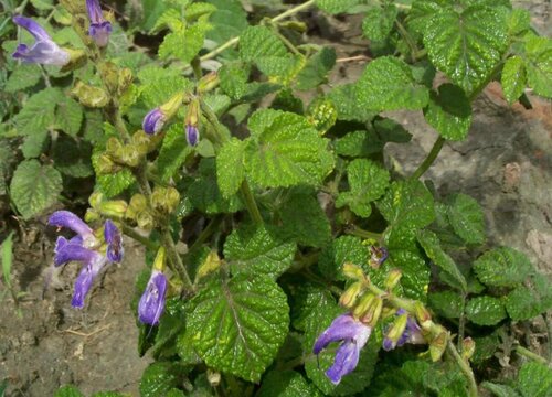 丹参花期是什么时候