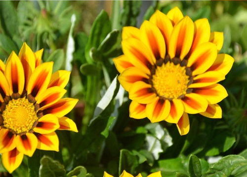 勋章菊种子的种植方法