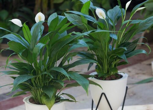 白掌什么时候开花